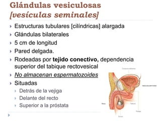 Glándulas vesiculosas
[vesículas seminales]
 Estructuras tubulares [cilíndricas] alargada
 Glándulas bilaterales
 5 cm de longitud
 Pared delgada.
 Rodeadas por tejido conectivo, dependencia
superior del tabique rectovesical
 No almacenan espermatozoides
 Situadas
 Detrás de la vejiga
 Delante del recto
 Superior a la próstata
 