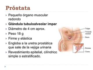 Próstata
 Pequeño órgano muscular
redondo
 Glándula tubuloalveolar impar
 Diámetro de 4 cm aprox.
 Peso 18 g
 Firme y elástica
 Engloba a la uretra prostática
que sale de la vejiga urinaria
 Revestimiento epitelial, cilíndrico
simple o estratificado.
 