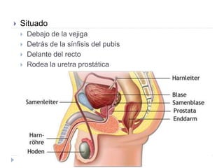  Situado
 Debajo de la vejiga
 Detrás de la sínfisis del pubis
 Delante del recto
 Rodea la uretra prostática
 