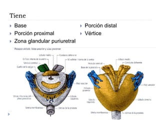 Tiene
 Base
 Porción proximal
 Zona glandular puriuretral
 Porción distal
 Vértice
 