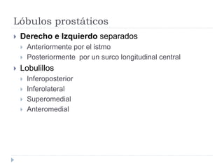 Lóbulos prostáticos
 Derecho e Izquierdo separados
 Anteriormente por el istmo
 Posteriormente por un surco longitudinal central
 Lobulillos
 Inferoposterior
 Inferolateral
 Superomedial
 Anteromedial
 