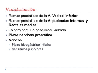 Vascularización
 Ramas prostáticas de la A. Vesical inferior
 Ramas prostáticas de la A. pudendas internas y
Rectales medias
 La cara post. Es poco vascularizada
 Plexo nervioso prostático
 Nervios
 Plexo hipogástrico inferior
 Sensitivos y motores
 