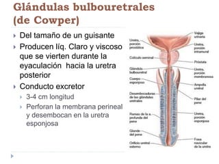 Glándulas bulbouretrales
(de Cowper)
 Del tamaño de un guisante
 Producen líq. Claro y viscoso
que se vierten durante la
eyaculación hacia la uretra
posterior
 Conducto excretor
 3-4 cm longitud
 Perforan la membrana perineal
y desembocan en la uretra
esponjosa
 