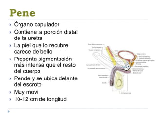 Pene
 Órgano copulador
 Contiene la porción distal
de la uretra
 La piel que lo recubre
carece de bello
 Presenta pigmentación
más intensa que el resto
del cuerpo
 Pende y se ubica delante
del escroto
 Muy movil
 10-12 cm de longitud
 