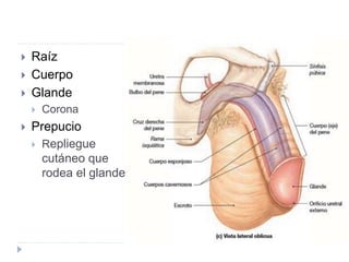  Raíz
 Cuerpo
 Glande
 Corona
 Prepucio
 Repliegue
cutáneo que
rodea el glande
 