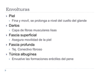 Envolturas
 Piel
 Fina y movil, se prolonga a nivel del cuello del glande
 Dartos
 Capa de fibras musculares lisas
 Fascia superficial
 Asegura movilidad de la piel
 Fascia profunda
 Tej. Conectivo fibroso
 Túnica albugínea
 Envuelve las formaciones eréctiles del pene
 