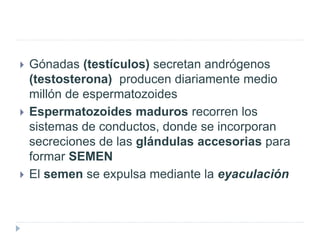  Gónadas (testículos) secretan andrógenos
(testosterona) producen diariamente medio
millón de espermatozoides
 Espermatozoides maduros recorren los
sistemas de conductos, donde se incorporan
secreciones de las glándulas accesorias para
formar SEMEN
 El semen se expulsa mediante la eyaculación
 