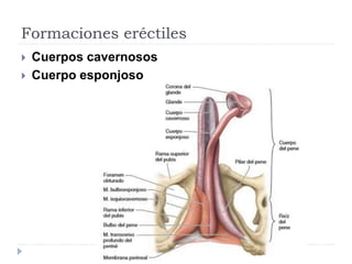 Formaciones eréctiles
 Cuerpos cavernosos
 Cuerpo esponjoso
 