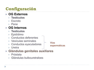 Configuración
 OG Externos
 Testículos
 Escroto
 Pene
 OG Internos
 Testículos
 Epidídimo
 Conductos deferentes
 Vesículas seminales
 Conductos eyaculadores
 Uretra
 Glándulas genitales auxiliares
 Próstata
 Glándulas bulbouretraloes
Vías
espermáticas
 