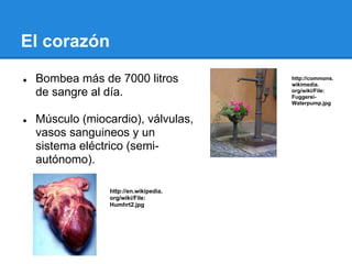 El corazón

●   Bombea más de 7000 litros            http://commons.
                                         wikimedia.
    de sangre al día.                    org/wiki/File:
                                         Fuggerei-
                                         Waterpump.jpg


●   Músculo (miocardio), válvulas,
    vasos sanguineos y un
    sistema eléctrico (semi-
    autónomo).

                  http://en.wikipedia.
                  org/wiki/File:
                  Humhrt2.jpg
 