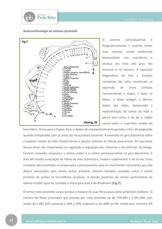 Anatomofisiologia do sistema piramidal

                                                                O      sistema        corticoespinhal          é
     Fig.7
                                                                filogeneticamente o sistema motor
                                                                mais    recente,       sendo        totalmente
                                                                desenvolvido          nos     mamíferos        e
                                                                alcança seu mais alto grau nos
                                                                macacos e no homem. A aquisição
                                                                filogenética     da     fala        e   funções
                                                                complexas das mãos resultaram na
                                                                expansão         de         áreas       corticais
                                                                representando a língua, a boca, os
                                                                lábios, o dedo polegar, e demais
                                                                dedos das mãos, deslocando a
                                                                representação do córtex da mão e
                                                                perna para cima, e do pé e região
                                                   DeJong, 05   sacral sobre a superfície medial do
      hemisfério. Áreas para a língua, face, e dedos são excepcionalmente grandes e fora de proporção
      quando comparadas com as áreas da musculatura proximal. A extensão do giro précentral sobre
      o aspecto medial do lobo frontal forma a porção anterior do lóbulo paracentral. Os neurônios
      dessas áreas são importantes na regulação e regulação dos intestinos e do esfincter da bexiga.
      Existem conexões recíprocas o córtex motor e o córtex somatosensitivo no giro póscentral. A
      área MI recebe associação de fibras da área prémotora, motora suplementar e da ínsula. Essas
      conexões são envolvidas na preparação e planejamento para os movimentos voluntários que são
      depois executados pelo córtex motor primário. Existem também conexões entre o córtex
      primário de ambos os hemisférios cerebrais. A divisão posterior do núcleo ventrolateral do
      tálamo recebe input do cerebelo e envia para área 4 de Brodmann (Fig.7).

      O termo trato piramidal surgiu porque a maioria de suas fibras passa pelas pirâmides bulbares. O
      número de fibras piramidais que passam por cada pirâmide vai de 749.000 a 1.391.000, com
      média de 1.087.200; somente e 20% a 30% originam-se da AMP ou MI, sendo que, somente 3%




12
 