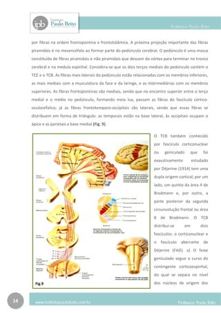por fibras na ordem frontopontina e frontotalâmica. A próxima projeção importante das fibras
     piramidais é no mesencéfalo ao formar parte do pedúnculo cerebral. O pedúnculo é uma massa
     constituída de fibras piramidais e não piramidais que descem do córtex para terminar no tronco
     cerebral e na medula espinhal. Considera-se que os dois terços mediais do pedúnculo contém o
     TCE e o TCB. As fibras mais laterais do pedúnculo estão relacionadas com os membros inferiores,
     as mais mediais com a musculatura da face e da laringe, e as intermediárias com os membros
     superiores. As fibras frontopontinas são mediais, sendo que no encontro superior entre o terço
     medial e o médio no pedúnculo, formando meia lua, passam as fibras do fascículo córtico-
     oculocefalico; já as fibras frontotemporo-occipitais são laterais, sendo que essas fibras se
     distribuem em forma de triângulo: as temporais estão na base lateral, às occipitais ocupam o
     ápice e as parietais a base medial (Fig. 9).

                                                                      O TCB também conhecido
                                                                      por fascículo corticonuclear
                                                                      ou    geniculado        que    foi
                                                                      exaustivamente          estudado
                                                                      por Déjerine (1914) tem uma
                                                                      dupla origem cortical; por um
                                                                      lado, um quinto da área 4 de
                                                                      Brodmann e, por outro, a
                                                                      parte posterior da segunda
                                                                      circunvolução frontal ou área
                                                                      8 de Brodmann. O TCB
                                                                      distribui-se       em         dois
                                                                      fascículos: o corticonuclear e
                                                                      o    fascículo aberrante de
                                                                      Déjerine (FAD). a) O feixe
                                                                      geniculado segue o curso do
                                                                      contingente corticoespinhal,
                                                                      do qual se separa no nível
       Fig.9                                                          dos núcleos de origem dos



14
 