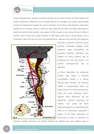 nervos bulbopontinos, fazendo cruzamento parcial, já que certo numero de fibras acabam nos
     núcleos ipsilaterais. Mediante essa inervação bilateral se consegue uma dupla representação
     cortical de importantes funções de nervos cranianos. b) As fibras corticobulbares aberrantes
     dividem-se em: interna, externa e direta ou feixe aberrante de Pick, esse último destinado ao
     núcleo do facial do lado oposto, veja abaixo. O FAD cruzado é mais denso do que o direto e
     contém maior numero de sinapse também. O FAD desce junto com o corticonuclear, mas o
     cruzamento não se faz de uma vez, mas gradualmente, separam-se do anterior por pequenos
                                                           fascículos a distintos níveis do tronco
                                                           cerebral, realizando sinapses tanto
                                                           ipsilateral    como      contralateral.              Os
                                                           principais fascículos aberrantes que
                                                           chegam ao tronco cerebral, que se
                                                           distribuem de cima para baixo e no
                                                           sentido       anteroposterior               são      os
                                                           seguintes:

                                                           a) fibras aberrantes do pedúnculo
                                                           formam        dois    feixes,       o        fascículo
                                                           corticobulbar        medial     e       o     lateral.
                                                           Descem pelo território do leminisco
                                                           medial e proporcionam fibras aos
                                                           núcleos do III, VI e XI nervos cranianos.
                                                           Junto com esses fascículos correm
                                                           algumas fibras destinadas até aos
                                                           segmentos       cervicais       superiores           da
                                                           medula.       Esse     grupo            de        fibras
                                                           aberrantes governa os movimentos dos
                                                           olhos e os movimentos associados à
                                                           cabeça. b) As fibras aberrantes da
     Fig.10                              Puvanendran, 78   ponte que se unem as anteriores no
     leminisco medial, terminam nos núcleos motores do trigêmio que envia axônios para os



15
 