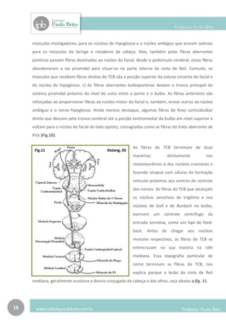 músculos mastigadores; para os núcleos do hipoglosso e o núcleo ambíguo que enviam axônios
     para os músculos da laringe e rotadores da cabeça. Mas, também pelas fibras aberrantes
     pontinas passam fibras destinadas ao núcleo do facial, desde o pedúnculo cerebral, essas fibras
     abandonaram a via piramidal para situar-se na parte interna da cinta de Reil. Contudo, os
     músculos que recebem fibras diretas do TCB são a porção superior da coluna cinzenta do facial e
     do núcleo do hipoglosso. c) As fibras aberrantes bulbopontinas deixam o tronco principal do
     sistema piramidal próximo do nível do sulco entre a ponte e o bulbo. As fibras anteriores são
     reforçadas ao proporcionar fibras ao núcleo motor do facial e, também, enviar outras ao núcleo
     ambíguo e o nervo hipoglosso. Ainda merece destaque, algumas fibras do feixe corticobulbar
     direto que descem pelo tronco cerebral até a porção ventromedial do bulbo em nível superior e
     voltam para o núcleo do facial do lado oposto, consagradas como as fibras do trato aberrante de
     Pick (Fig.10).

                                                          As fibras do TCB terminam de duas
      Fig.11                                DeJong, 05
                                                          maneiras:         diretamente            nos
                                                          motoneurônios α dos núcleos cranianos e
                                                          fazendo sinapse com células da formação
                                                          reticular próximas aos centros de controle
                                                          dos nervos. As fibras do TCB que alcançam
                                                          os núcleos sensitivos do trigêmio e nos
                                                          núcleos de Goll e de Burdach no bulbo,
                                                          exercem     um   controle   centrífugo     da
                                                          entrada sensitiva, como um tipo de feed-
                                                          back. Antes de chegar aos núcleos
                                                          motores respectivos, às fibras do TCB se
                                                          entrecruzam na sua maioria na rafe
                                                          mediana. Essa topografia particular de
                                                          como terminam as fibras do TCB, nos
                                                          explica porque a lesão da cinta de Reil
     mediana, geralmente ocasiona o desvio conjugado da cabeça e dos olhos, veja abaixo a fig. 11.




16
 