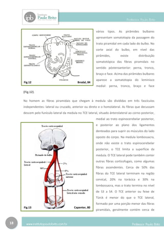 vários   tipos.   As   pirâmides   bulbares
                                                          apresentam somatotopia da passagem do
                                                          trato piramidal em cada lado do bulbo. No
                                                          corte axial do bulbo, em nível das
                                                          pirâmides,        existe       distribuição
                                                          somatotópica das fibras piramidais no
                                                          sentido pósteroanterior: perna, tronco,
                                                          braço e face. Acima das pirâmides bulbares
                                                          aparece a somatotopia do leminisco
     Fig.12                                 Brodal, 84
                                                          medial: perna, tronco, braço e face
     (Fig.12).

     No homem as fibras piramidais que chegam à medula são divididas em três fascículos
     independentes: lateral ou cruzado, anterior ou direto e o homolateral. As fibras que decussam
     descem pelo funículo lateral da medula no TCE lateral, situado ânterolateral ao corno posterior,
                                                          medial ao trato espinocerebelar posterior,
                                                          e posterior ao plano dos ligamentos
                                                          denteados para suprir os músculos do lado
                                                          oposto do corpo. Na medula lombossacra,
                                                          onde não existe o trato espinocerebelar
                                                          posterior, o TCE limita a superfície da
                                                          medula. O TCE lateral pode também conter
                                                          outras fibras corticofugais, como algumas
                                                          fibras ascendentes. Cerca de 50% das
                                                          fibras do TCE lateral terminam na região
                                                          cervical, 20% na torácica e 30% na
                                                          lombossacra, mas o trato termina no nível
                                                          de S3 a S4. O TCE anterior ou feixe de
                                                          Türck é menor do que o TCE lateral,
                                                          formado por uma porção menor das fibras
     Fig.13                               Capenter, 80
                                                          piramidais, geralmente contém cerca de



18
 
