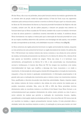 8% das fibras; não cruza nas pirâmides, desce pelo funículo anterior da medula e geralmente não
     se estende além da porção medial da região torácica. O feixe de Türck cruza nos segmentos
     medulares pela comissura branca anterior e termina na lâmina VII para suprir os músculos axiais.
     As fibras do TCE ânterolateral de Barnes ou fascículo piramidal homolateral de Dèjérine não são
     cruzadas, contam com 2%, são de calibre pequeno, e descem em posição mais anterior no
     funículo lateral que as fibras cruzadas do TCE lateral, também não cruzam na medula e terminam
     na base da coluna posterior e substância cinzenta intermédia da medula. A existência dessas
     fibras homolaterais nos explica o motivo pelo qual a destruição do fascículo piramidal em curso
     de seu trajeto encefálico determina não somente uma hemiplegia do lado oposto, mas também
     do lado correspondente ao da lesão, certa debilidade muscular e reflexos vivos (Fig.13).

     As fibras anteriores da região précentral terminam na região ventromedial da medula, enquanto
     as mais próximas do sulco précentral terminam na região dorsolateral da medula. Os axônios dos
     TCE e TCB terminam nos núcleos motores dos nervos cranianos e nas células do corno anterior
     da medula, terminando primariamente nas lâminas IV a VI, lâmina VII, lâmina VIII, e lâmina IX do
     lado oposto ao hemisfério cerebral de origem. Fibras das áreas 4 e 6 terminam mais
     ventralmente, principalmente na lâmina VII e VIII, e são concentradas nas intumescências
     cervical e lombossacra. A maioria das fibras do TCE faz sinapse nos neurônios γ do núcleo
     intermédiomedial de Cajal, que modifica a descarga dos fusos musculares e se mede o
     movimento. A intervenção do sistema gama retarda (30 milisegundos) a iniciação do movimento,
     enquanto a força do mesmo é graduada constantemente. A informação proprioceptiva é de
     grande valor para a realização dos movimentos para o sistema γ atuar nos movimentos motores
     finos, qualificados e discretos da porção mais distal das extremidades. Depois, impulsos viajam
     dos núcleos motores do tronco cerebral e das células do corno anterior da medula para as
     junções musculares estriadas. Mas, cerca de 10% a 20% das fibras piramidais termina
     diretamente sobre os neurônios motores α na lâmina IX de Rexed. Essas fibras formam a via
     corticomotoneuronal que projetam diretamente do córtex motor primário ou área 4 para o
     corno anterior da medula que permite a realização de movimentos bruscos, rápidos,
     possibilitando a interrupção rápida da atividade periférica. Uma única fibra do TCE inerva mais de
     um neurônio na medula, e alguns provavelmente inervam muitos. O trato piramidal afeta a
     atividade, tanto dos neurônios motores α como γ. A coativação α-γ serve para manter um nível


19
 