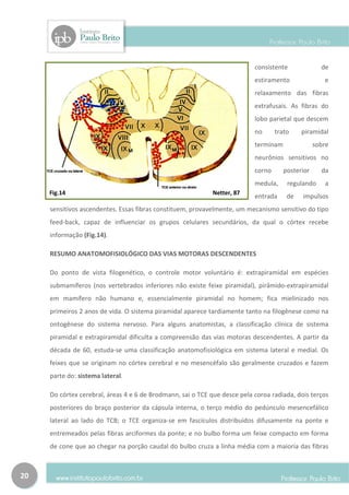 consistente              de
                                                                           estiramento               e
                                                                           relaxamento das fibras
                                                                           extrafusais. As fibras do
                                                                           lobo parietal que descem
                                                                           no      trato    piramidal
                                                                           terminam               sobre
                                                                           neurônios sensitivos no
                                                                           corno      posterior     da
                                                                           medula,     regulando     a
     Fig.14                                                  Netter, 87
                                                                           entrada     de   impulsos
     sensitivos ascendentes. Essas fibras constituem, provavelmente, um mecanismo sensitivo do tipo
     feed-back, capaz de influenciar os grupos celulares secundários, da qual o córtex recebe
     informação (Fig.14).

     RESUMO ANATOMOFISIOLÓGICO DAS VIAS MOTORAS DESCENDENTES

     Do ponto de vista filogenético, o controle motor voluntário é: extrapiramidal em espécies
     submamíferos (nos vertebrados inferiores não existe feixe piramidal), pirâmido-extrapiramidal
     em mamífero não humano e, essencialmente piramidal no homem; fica mielinizado nos
     primeiros 2 anos de vida. O sistema piramidal aparece tardiamente tanto na filogênese como na
     ontogênese do sistema nervoso. Para alguns anatomistas, a classificação clínica de sistema
     piramidal e extrapiramidal dificulta a compreensão das vias motoras descendentes. A partir da
     década de 60, estuda-se uma classificação anatomofisiológica em sistema lateral e medial. Os
     feixes que se originam no córtex cerebral e no mesencéfalo são geralmente cruzados e fazem
     parte do: sistema lateral.

     Do córtex cerebral, áreas 4 e 6 de Brodmann, sai o TCE que desce pela coroa radiada, dois terços
     posteriores do braço posterior da cápsula interna, o terço médio do pedúnculo mesencefálico
     lateral ao lado do TCB; o TCE organiza-se em fascículos distribuídos difusamente na ponte e
     entremeados pelas fibras arciformes da ponte; e no bulbo forma um feixe compacto em forma
     de cone que ao chegar na porção caudal do bulbo cruza a linha média com a maioria das fibras



20
 