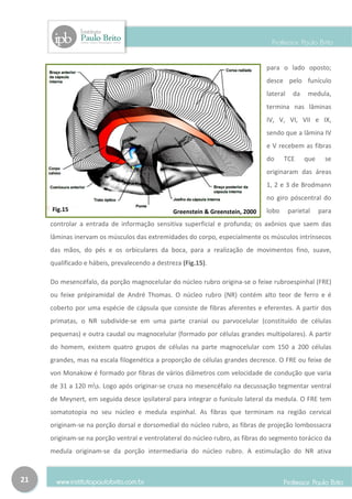 para o lado oposto;
                                                                                desce pelo funículo
                                                                                lateral    da    medula,
                                                                                termina nas lâminas
                                                                                IV, V, VI, VII e IX,
                                                                                sendo que a lâmina IV
                                                                                e V recebem as fibras
                                                                                do     TCE      que     se
                                                                                originaram das áreas
                                                                                1, 2 e 3 de Brodmann
                                                                                no giro póscentral do
     Fig.15                                     Greenstein & Greenstein, 2000   lobo      parietal    para
     controlar a entrada de informação sensitiva superficial e profunda; os axônios que saem das
     lâminas inervam os músculos das extremidades do corpo, especialmente os músculos intrínsecos
     das mãos, do pés e os orbiculares da boca, para a realização de movimentos fino, suave,
     qualificado e hábeis, prevalecendo a destreza (Fig.15).

     Do mesencéfalo, da porção magnocelular do núcleo rubro origina-se o feixe rubroespinhal (FRE)
     ou feixe prépiramidal de André Thomas. O núcleo rubro (NR) contém alto teor de ferro e é
     coberto por uma espécie de cápsula que consiste de fibras aferentes e eferentes. A partir dos
     primatas, o NR subdivide-se em uma parte cranial ou parvocelular (constituído de células
     pequenas) e outra caudal ou magnocelular (formado por células grandes multipolares). A partir
     do homem, existem quatro grupos de células na parte magnocelular com 150 a 200 células
     grandes, mas na escala filogenética a proporção de células grandes decresce. O FRE ou feixe de
     von Monakow é formado por fibras de vários diâmetros com velocidade de condução que varia
     de 31 a 120 ms. Logo após originar-se cruza no mesencéfalo na decussação tegmentar ventral
     de Meynert, em seguida desce ipsilateral para integrar o funículo lateral da medula. O FRE tem
     somatotopia no seu núcleo e medula espinhal. As fibras que terminam na região cervical
     originam-se na porção dorsal e dorsomedial do núcleo rubro, as fibras de projeção lombossacra
     originam-se na porção ventral e ventrolateral do núcleo rubro, as fibras do segmento torácico da
     medula originam-se da porção intermediaria do núcleo rubro. A estimulação do NR ativa



21
 
