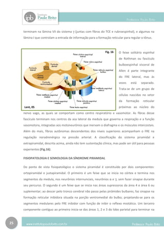 terminam na lâmina VII do sistema γ (juntas com fibras do TCE e rubroespinhal), e algumas na
     lâmina I que controlam a entrada de informação para a formação reticular para regular o tônus.



                                                                 Fig. 16   O feixe solitário espinhal
                                                                           de Rothman ou fascículo
                                                                           bulboespinhal visceral de
                                                                           Allen é parte integrante
                                                                           do FRE lateral, mas ás
                                                                           vezes    está    separado.
                                                                           Trata-se de um grupo de
                                                                           células nascidas no setor
                                                                           da    formação    reticular
     Lent, 05                                                              próximas ao núcleo do
     nervo vago, as quais se comportam como centro respiratório e vasomotor. As fibras desse
     fascículo terminam nos centros da asa lateral da medula que governa a respiração e a função
     vasomotora, integradas aos motoneurônios que inervam o diafragma e os músculos intercostais.
     Além do mais, fibras autônomas descendentes dos níveis superiores acompanham o FRE na
     regulação noradrenérgica na pressão arterial. A classificação do sistema piramidal e
     extrapiramidal, descrita acima, ainda não tem sustentação clínica, mas pode ser útil para pessoas
     experientes (Fig.16).

     FISIOPATOLOGIA E SEMIOLOGIA DA SÍNDROME PIRAMIDAL

     Do ponto de vista fisiopatológico o sistema piramidal é constituído por dois componentes:
     ortopiramidal e justapiramidal. O primeiro é um feixe que se inicia no córtex e termina nos
     segmentos da medula, nos neurônios internunciais, neurônios α e γ, sem fazer sinapse durante
     seu percurso. O segundo é um feixe que se inicia nas áreas supressoras da área 4 e área 6 ou
     suplementar; ao descer pelo tronco cerebral não passa pelas pirâmides bulbares; faz sinapse na
     formação reticular inibidora situada na porção ventromedial do bulbo; projetando-se para os
     segmentos medulares pelo FRE inibidor com função de inibir o reflexo miotático. Um terceiro
     componente contíguo ao primeiro inicia-se das áreas 1, 2 e 3 do lobo parietal para terminar na



25
 