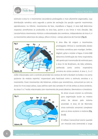 estimulo à área 4; e movimentos secundários prolongados e mais altamente organizados, cuja
    distribuição somática varia segundo o ponto de excitação (na porção superior movimentos
    apendiculares; na inferior, movimentos da face, mandíbula e língua). A área 6aβ determina
    respostas semelhantes às produzidas na área 6aα, porém o seu limiar é mais elevado. São
    característicos movimentos rítmicos e estereotipados dos membros, independentes da área 4, e
    os movimentos adversivos da cabeça, olhos e tronco - campo adversivo de Foerster (Fig.2).

                                                        A área 6bα dá origem a movimentos
    Fig.2
                                                        prolongados rítmicos e coordenados destes
                                                        territórios somáticos para mastigar, lamber,
                                                        deglutir, gritar e estalar a língua. A área 6bβ
                                                        determina lentificação do ritmo respiratório
                                                        até apnéia por transmissão do estímulo para
                                                        a área 13 de Brodmann, do lobo orbitário,
                                                        conhecida       como     centro     respiratório
    Adams, 05                                           primário do córtex cerebral. A área 1, 3 e 2
    estão relacionadas com o controle piramidal nos núcleos de Goll e Burdach no bulbo e no corno
    posterior da medula espinhal, responsável pelo feed-back entre o estímulo sensitivo e o
    movimento. Esses movimentos são bilaterais, embora que assimétricos, comunicam-se com as
    áreas 6 e 4 via corpo caloso, cujos axônios saem das camadas IV a VI de ambas as áreas cerebrais.
    As áreas 5 e 7 estão relacionadas com movimentos de praxia ideativa, ideomotora e cinestésica.
                                                              As áreas visuais enviam os estímulos
    Fig. 3                                                    para organização ocular ou motora
                                                              antes     de     descer     pelo   sistema
                                                              piramidal. A área 22 de Wernicke
                                                              envia estímulos sensoriais complexos
                                                              para as áreas oculares e motoras (Fig.
                                                              2 e 3).

                                                              O reflexo transcortical ocorre quando

    Adams, 05                                                 um músculo está contraindo e surge




5
 