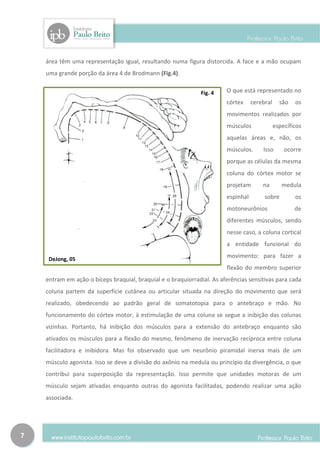 área têm uma representação igual, resultando numa figura distorcida. A face e a mão ocupam
    uma grande porção da área 4 de Brodmann (Fig.4).


                                                              Fig. 4    O que está representado no
                                                                        córtex     cerebral     são   os
                                                                        movimentos realizados por
                                                                        músculos              específicos
                                                                        aquelas áreas e, não, os
                                                                        músculos.      Isso       ocorre
                                                                        porque as células da mesma
                                                                        coluna do córtex motor se
                                                                        projetam       na        medula
                                                                        espinhal        sobre         os
                                                                        motoneurônios                 de
                                                                        diferentes músculos, sendo
                                                                        nesse caso, a coluna cortical
                                                                        a entidade funcional do

     DeJong, 05
                                                                        movimento: para fazer a
                                                                        flexão do membro superior
    entram em ação o bíceps braquial, braquial e o braquiorradial. As aferências sensitivas para cada
    coluna partem da superfície cutânea ou articular situada na direção do movimento que será
    realizado, obedecendo ao padrão geral de somatotopia para o antebraço e mão. No
    funcionamento do córtex motor, à estimulação de uma coluna se segue a inibição das colunas
    vizinhas. Portanto, há inibição dos músculos para a extensão do antebraço enquanto são
    ativados os músculos para a flexão do mesmo, fenômeno de inervação recíproca entre coluna
    facilitadora e inibidora. Mas foi observado que um neurônio piramidal inerva mais de um
    músculo agonista. Isso se deve a divisão do axônio na medula ou princípio da divergência, o que
    contribui para superposição da representação. Isso permite que unidades motoras de um
    músculo sejam ativadas enquanto outras do agonista facilitadas, podendo realizar uma ação
    associada.




7
 