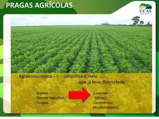 Agroecossistema --> simplifica o meio ...
...que já teve diversidade
-Insetos Controle
-Plantas daninhas Manejo
-Fungos Convivência
Monitoramento
PRAGAS AGRÍCOLAS
 