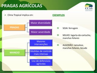  Clima Tropical implica em: EXEMPLOS
 SOJA: ferrugem
 MILHO: lagarta-do-cartucho,
manchas foliares
 ALGODÃO: ramulose,
manchas foliares, bicudo
PRAGAS AGRÍCOLAS
PRAGAS
Maior diversidade
Maior severidade
MANEJO
Maiores
intervenções
Medidas de controle
mais intensas
Uso de defensivos
agrícolas
 