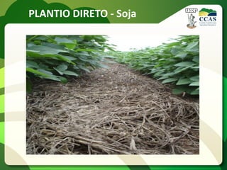 PLANTIO DIRETO - Soja
 