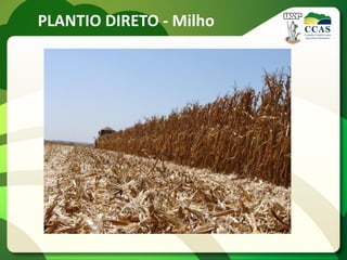 PLANTIO DIRETO - Milho
 