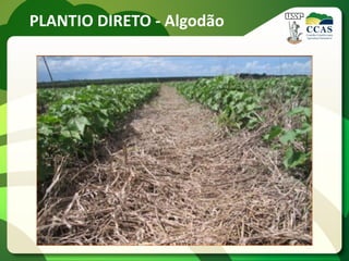 PLANTIO DIRETO - Algodão
 