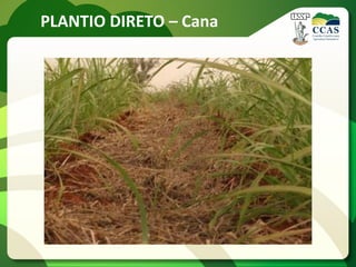 PLANTIO DIRETO – Cana
 