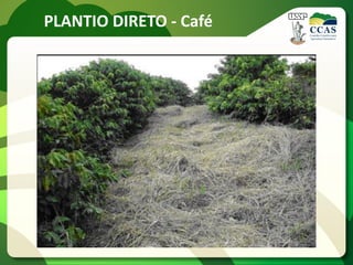 PLANTIO DIRETO - Café
 