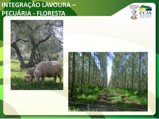 INTEGRAÇÃO LAVOURA –
PECUÁRIA - FLORESTA
 