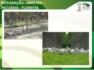 INTEGRAÇÃO LAVOURA –
PECUÁRIA - FLORESTA
 