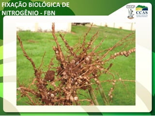 FIXAÇÃO BIOLÓGICA DE
NITROGÊNIO - FBN
 