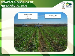 FIXAÇÃO BIOLÓGICA DE
NITROGÊNIO - FBN
N = 45 kg/ ha
+
Inoculante
N = 90 kg/ ha
 