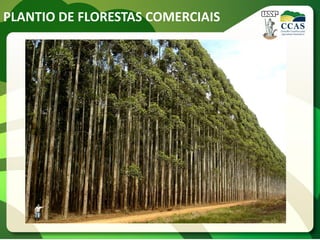 PLANTIO DE FLORESTAS COMERCIAIS
 