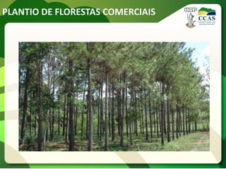 PLANTIO DE FLORESTAS COMERCIAIS
 