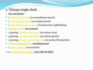 2. Tulang rangka dada
 (os.sternum)
 1 Tulang dada hulu (os.manubrium sterni)
 1 Tulang dada badan (os.corpus sterni)
 1 Tulang dada taju pedang (os.proccesus xyphoideus)
 Tulang rusuk (os.costae)
 7 pasang tulang rusuk sejati (os.costae vera)
 3 pasang tulang rusuk palsu (os.costae sporia)
 2 pasang tulang rusuk melayang (os.costae fluctuantes)
 Tulang gelang bahu (os.humerus)
 2 tulang belikat (os.scavula)
 2 tulang selangka (os.clavicula)
 