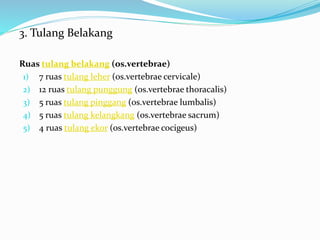 3. Tulang Belakang
Ruas tulang belakang (os.vertebrae)
1) 7 ruas tulang leher (os.vertebrae cervicale)
2) 12 ruas tulang punggung (os.vertebrae thoracalis)
3) 5 ruas tulang pinggang (os.vertebrae lumbalis)
4) 5 ruas tulang kelangkang (os.vertebrae sacrum)
5) 4 ruas tulang ekor (os.vertebrae cocigeus)
 
