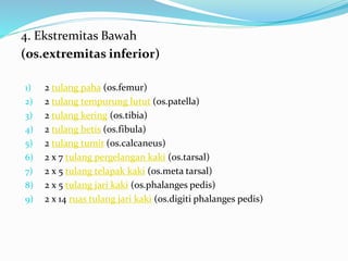 4. Ekstremitas Bawah
(os.extremitas inferior)
1) 2 tulang paha (os.femur)
2) 2 tulang tempurung lutut (os.patella)
3) 2 tulang kering (os.tibia)
4) 2 tulang betis (os.fibula)
5) 2 tulang tumit (os.calcaneus)
6) 2 x 7 tulang pergelangan kaki (os.tarsal)
7) 2 x 5 tulang telapak kaki (os.meta tarsal)
8) 2 x 5 tulang jari kaki (os.phalanges pedis)
9) 2 x 14 ruas tulang jari kaki (os.digiti phalanges pedis)
 