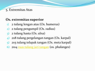 5. Extremitas Atas
Os. extremitas superior
1) 2 tulang lengan atas (Os. humerus)
2) 2 tulang pengumpil (Os. radius)
3) 2 tulang hasta (Os. ulna)
4) 2x8 tulang pergelangan tangan (Os. karpal)
5) 2x5 tulang telapak tangan (Os. meta karpal)
6) 2x14 ruas tulang jari tangan (os. phalanges)
 