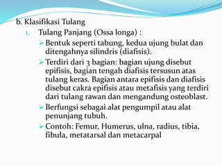 b. Klasifikasi Tulang
1. Tulang Panjang (Ossa longa) :
Bentuk seperti tabung, kedua ujung bulat dan
ditengahnya silindris (diafisis).
Terdiri dari 3 bagian: bagian ujung disebut
epifisis, bagian tengah diafisis tersusun atas
tulang keras. Bagian antara epifisis dan diafisis
disebut cakra epifisis atau metafisis yang terdiri
dari tulang rawan dan mengandung osteoblast.
Berfungsi sebagai alat pengumpil atau alat
penunjang tubuh.
Contoh: Femur, Humerus, ulna, radius, tibia,
fibula, metatarsal dan metacarpal
 