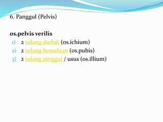 6. Panggul (Pelvis)
os.pelvis verilis
1) 2 tulang duduk (os.ichium)
2) 2 tulang kemaluan (os.pubis)
3) 2 tulang pinggul / usus (os.illium)
 