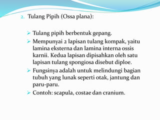 2. Tulang Pipih (Ossa plana):
 Tulang pipih berbentuk gepang.
 Mempunyai 2 lapisan tulang kompak, yaitu
lamina eksterna dan lamina interna ossis
karnii. Kedua lapisan dipisahkan oleh satu
lapisan tulang spongiosa disebut diploe.
 Fungsinya adalah untuk melindungi bagian
tubuh yang lunak seperti otak, jantung dan
paru-paru.
 Contoh: scapula, costae dan cranium.
 