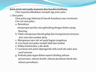 Jenis-jenis otot pada manusia dan karakteristiknya
Otot manusia dibedakan menjadi tiga jenis yaitu :
1. Otot polos
Otot polos juga bekeerja di bawah kesadaran atau involunter
Ciri-ciri otot polos :
a. Bentuknya
menyerupai perahu atau gelendong dengan kedua ujung
Runcing.
b. Tidak mempunyai daerah gelap dan terang karena tersusun
dari iosin dan serabut aktin
c. Mempunyai satu inti sel pada bagian tengahnya
d. Cara kerja otot polos mudah lelah dan lambat
e. Waktu berkotraksi 3-180 detik
f. Cara kerja otot polos dipengaruhi oleh saraf tak sadar atau
saraf otonom.
g. Terletak pada organ dalam seperti dinding saluran
pencernaan, saluran kemih, saluran peredaran darah dan
saluran pernafasan.
 