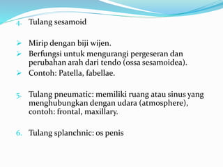 4. Tulang sesamoid
 Mirip dengan biji wijen.
 Berfungsi untuk mengurangi pergeseran dan
perubahan arah dari tendo (ossa sesamoidea).
 Contoh: Patella, fabellae.
5. Tulang pneumatic: memiliki ruang atau sinus yang
menghubungkan dengan udara (atmosphere),
contoh: frontal, maxillary.
6. Tulang splanchnic: os penis
 