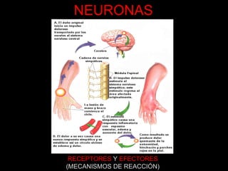 NEURONAS RECEPTORES   Y   EFECTORES (MECANISMOS DE REACCIÓN) 