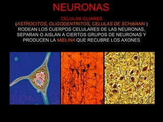 NEURONAS CELULAS GLIARES ( ASTROCITOS ,  OLIGODENTRITOS ,  CELULAS DE SCHWANN   ) RODEAN LOS CUERPOS CELULARES DE LAS NEURONAS, SEPARAN O AISLAN A CIERTOS GRUPOS DE NEURONAS Y PRODUCEN LA  MIELINA  QUE RECUBRE LOS AXONES 