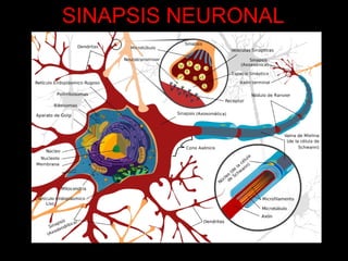 SINAPSIS NEURONAL 
